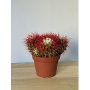 Кольоровий кактус (Ferocactus / Parodia) червоний